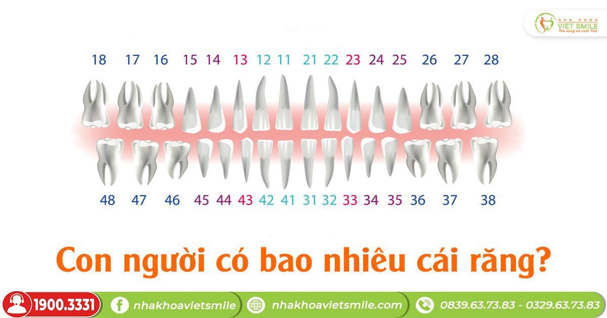 3 điều cần lưu ý trước khi nhổ răng khôn 2 Vị trí răng khôn