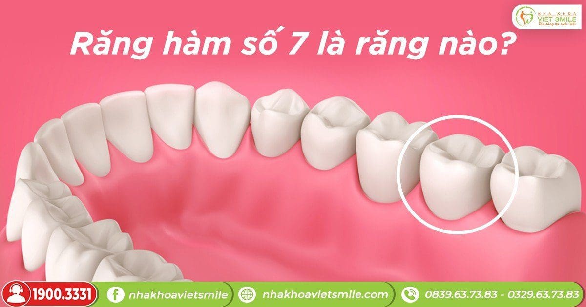 Răng hàm số 7 là răng nào?