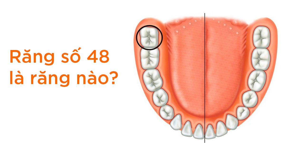 Răng số 48 là răng nào?