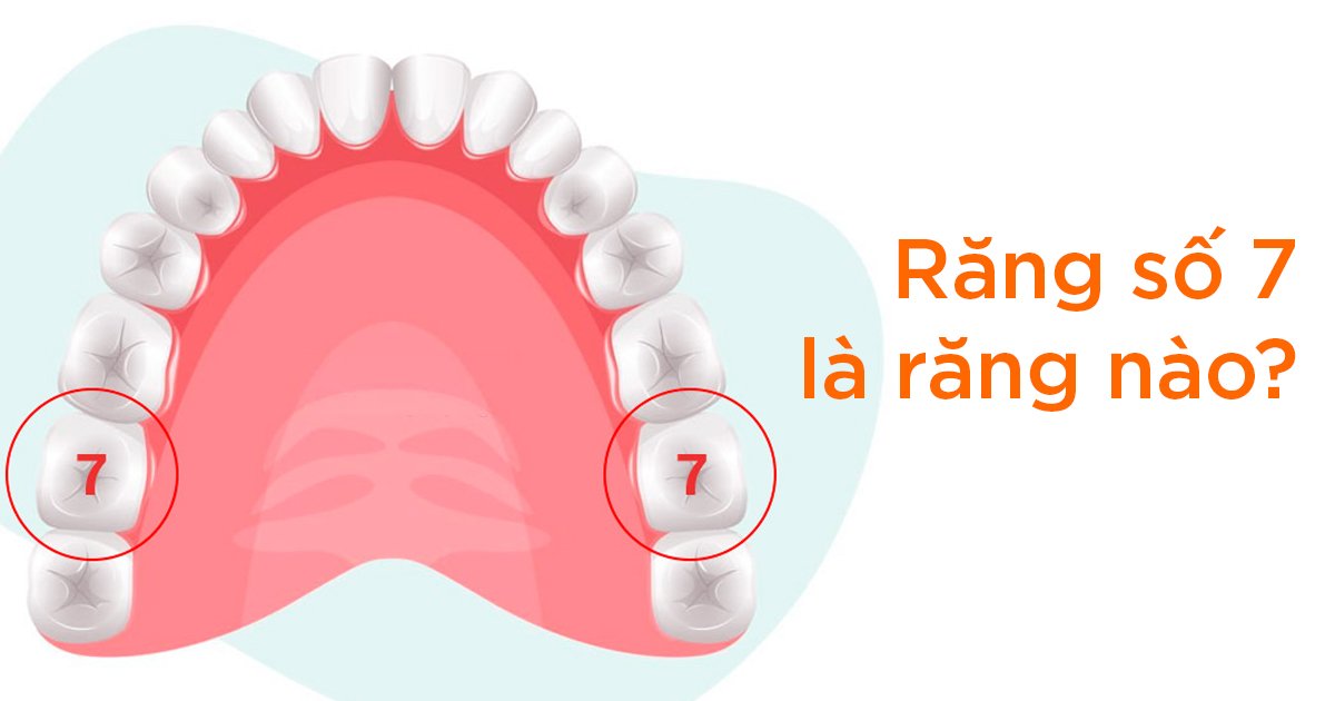 Răng số 7 là răng nào?