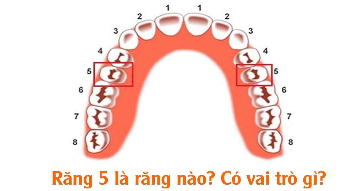 Răng 5 là răng nào? Có vai trò gì?