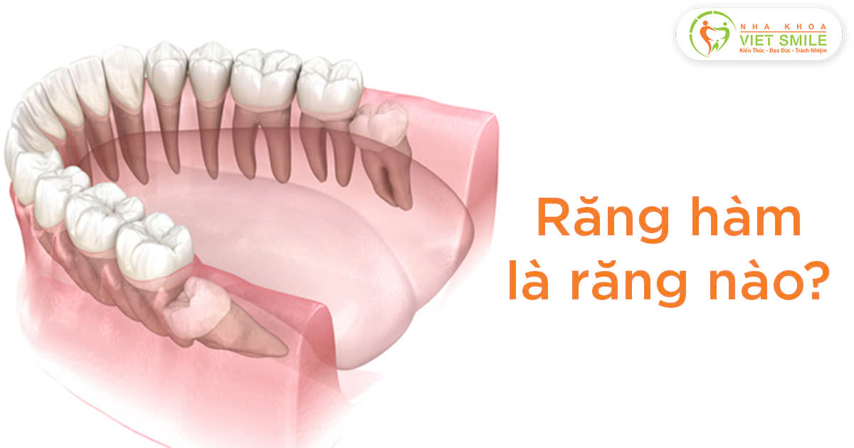 Răng hàm là răng nào?